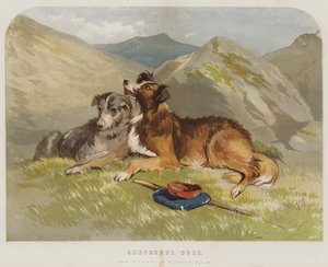 Perros de pastor